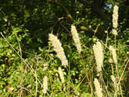 Melica ciliata - Poaceae