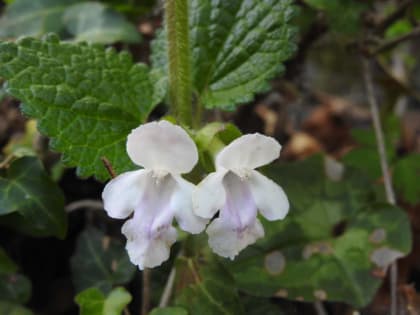 Melittis melissophyllum - Lamiaceae