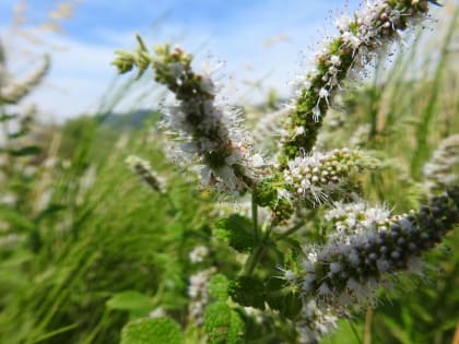 Mentha suaveolens - Lamiaceae