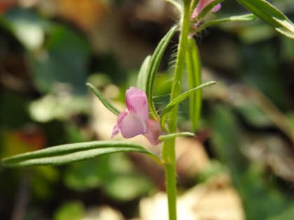 Misopates orontium - Plantaginaceae