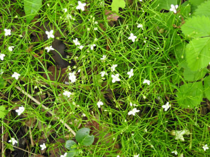 Moehringia muscosa - Caryophyllaceae