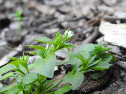 Moehringia trinervia - Caryophyllaceae