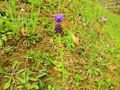 Muscari comosum - Asparagaceae