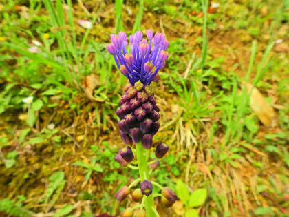 Muscari comosum - Asparagaceae