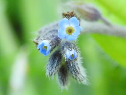 Myosotis arvensis - Boraginaceae