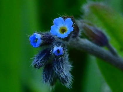 Myosotis arvensis - Boraginaceae