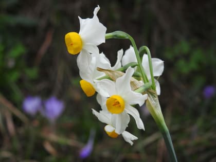 Narcissus tazetta - Amaryllidaceae