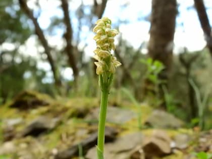 Neotinea maculata - Orchidaceae