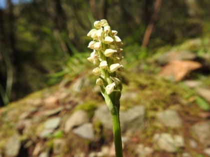 Neotinea maculata - Orchidaceae