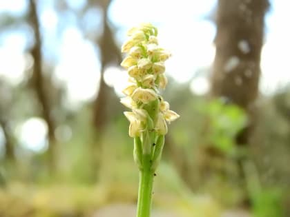 Neotinea maculata - Orchidaceae