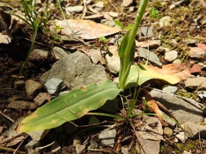 Neotinea maculata - Orchidaceae