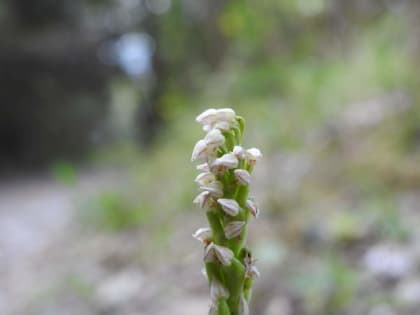 Neotinea maculata - Orchidaceae