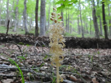 Neottia nidus-avis - Orchidaceae