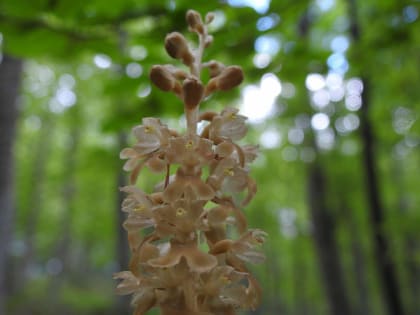 Neottia nidus-avis - Orchidaceae