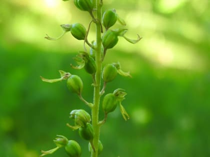 Neottia ovata - Orchidaceae