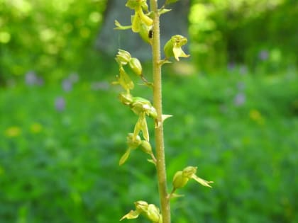 Neottia ovata - Orchidaceae