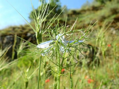 Nigella damascena - Ranunculaceae