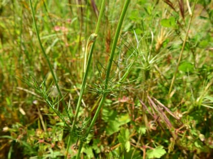 Nigella damascena - Ranunculaceae