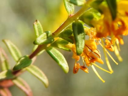 Odontites luteus - Orobanchaceae