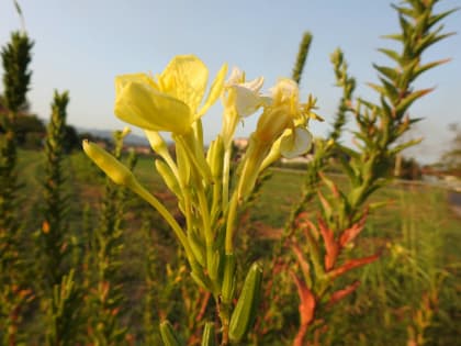 Oenothera biennis - Onagraceae