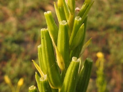 Oenothera biennis - Onagraceae