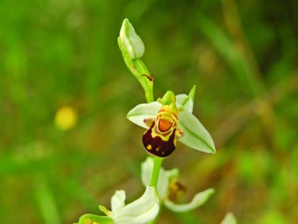 Ophrys apifera - Orchidaceae