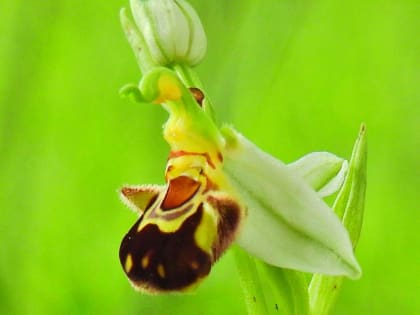 Ophrys apifera - Orchidaceae