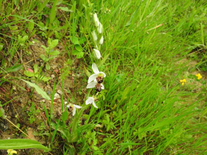 Ophrys apifera - Orchidaceae