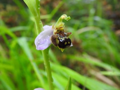 Ophrys apifera - Orchidaceae