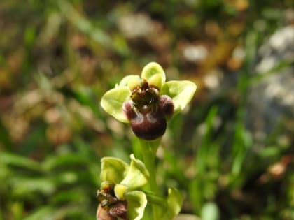 Ophrys bombyliflora - Orchidaceae