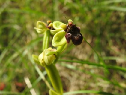 Ophrys bombyliflora - Orchidaceae