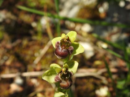 Ophrys bombyliflora - Orchidaceae