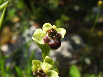 Ophrys bombyliflora - Orchidaceae