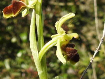 Ophrys classica - Orchidaceae