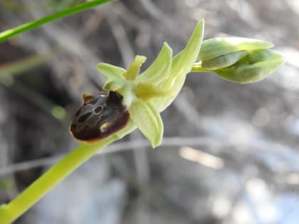 Ophrys classica - Orchidaceae