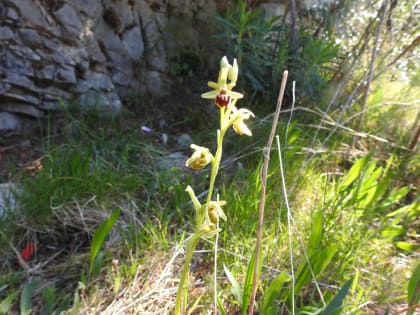 Ophrys classica - Orchidaceae