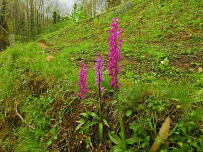 Orchis mascula - Orchidaceae