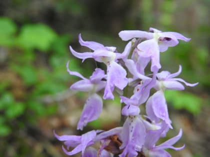 Orchis mascula - Orchidaceae