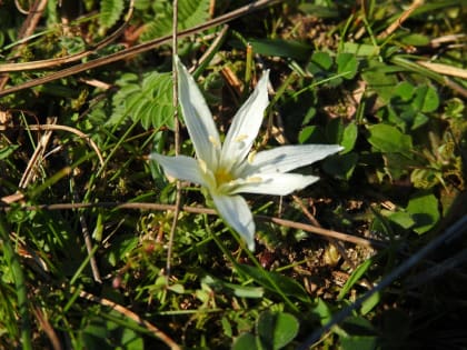 Ornithogalum exscapum - Asparagaceae