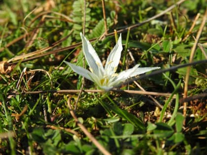 Ornithogalum exscapum - Asparagaceae