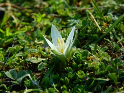 Ornithogalum exscapum - Asparagaceae