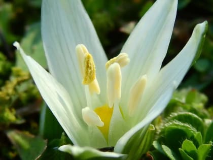 Ornithogalum exscapum - Asparagaceae