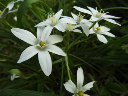 Ornithogalum umbellatum - Asparagaceae