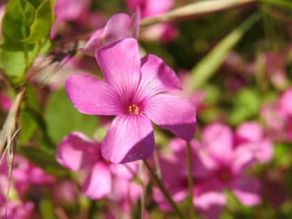 Oxalis debilis - Oxalidaceae