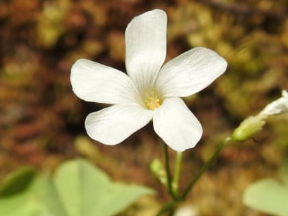 Oxalis incarnata - Oxalidaceae