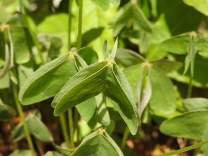 Oxalis latifolia - Oxalidaceae