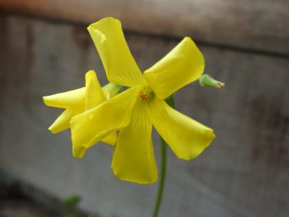 Oxalis pes-caprae - Oxalidaceae