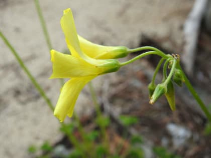 Oxalis pes-caprae - Oxalidaceae