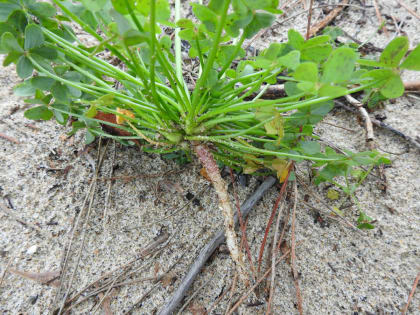 Oxalis pes-caprae - Oxalidaceae