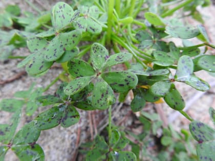 Oxalis pes-caprae - Oxalidaceae